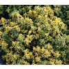 Thymus citriodorus (x) 'Aureus' - mateřídouška