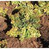 Thymus comosus 'Berthram Anderson' - mateřídouška