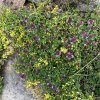 Thymus comosus 'Doone Valley' - mateřídouška