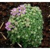 Thymus pygmaeus - mateřídouška trpasličí