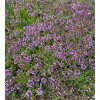 Thymus serpyllum - mateřídouška úzkolistá