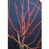 Tilia cordata 'Winter Orange' - lípa srdčitá