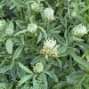 Trifolium ochroleucum - Jetel bledožlutý