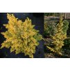 Tsuga canadensis 'Everitt Golden' - jedlovec kanadský
