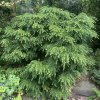 Tsuga canadensis 'Jeddeloh' - jedlovec kanadský