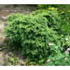 Tsuga canadensis 'Jeddeloh' - jedlovec kanadský