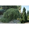 Tsuga canadensis 'Pendula' - jedlovec kanadský