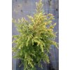 Tsuga canadensis 'Verkade Recurved' - jedlovec kanadský