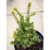 Tsuga sieboldii 'Mini Kim' - jedlovec Sieboldův