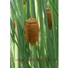 Typha minima - Orobinec nejmenší