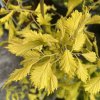 Ulmus cantarctica 'Aurea' - jilm