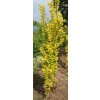 Ulmus hollandica 'Wredei' - jilm