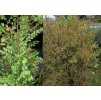 Ulmus parvifolia 'Sagei' - jilm