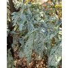 Ulmus procera 'Argenteomarginata' - jilm