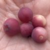 Vaccinium corymbosum PINK BONBON - borůvka kanadská velkoplodá