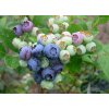 Vaccinium corymbosum BERKLEY - borůvka kanadská STŘ.RANÁ