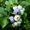 Vaccinium corymbosum BLUE CROP - borůvka kanadská STŘ.RANÁ