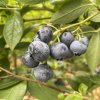 Vaccinium corymbosum BRIGITTA - borůvka kanadská POZDNÍ