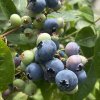 Vaccinium corymbosum BRIGITTA - borůvka kanadská POZDNÍ