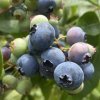 Vaccinium corymbosum BRIGITTA - borůvka kanadská POZDNÍ