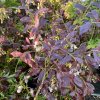 Vaccinium corymbosum Cabernet Splash - borůvka kanadská STŘ.RANÁ