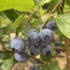 Vaccinium corymbosum DUKE - borůvka kanadská velmi RANÁ
