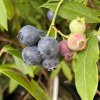 Vaccinium corymbosum HORTBLUE PETITE - borůvka kanadská balkónová
