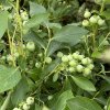 Vaccinium corymbosum HORTBLUE POPPINS - borůvka kanadská RANÁ