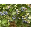 Vaccinium corymbosum HORTBLUE POPPINS - borůvka kanadská RANÁ