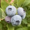Vaccinium corymbosum CHANDLER - borůvka kanadská POLOPOZDNÍ