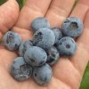 Vaccinium corymbosum CHANDLER - borůvka kanadská POLOPOZDNÍ
