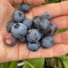 Vaccinium corymbosum POLARIS - borůvka kanadská STŘ.RANÁ