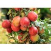 Vaccinium macrocarpon 'Big Berry' - klikva velkoplodá (brusinka)