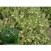 Vaccinium macrocarpon 'Pilgrim' - klikva velkoplodá (brusinka)