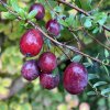 Vaccinium macrocarpon 'Stewens' - klikva velkoplodá (brusinka)