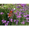 Verbena bonariensis - verbena, sporýš argentinský