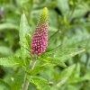 Veronica longifolia 'First Love' - Rozrazil dlouholistý