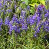 Veronica spicata 'Inspire Blue' - rozrazil klasnatý
