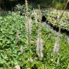 Veronicastrum virginicum f. albiflorum - rozrazilovec viržinský