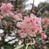 Viburnum bodnantense (x) 'Aberconway' - kalina bodnanská