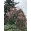 Viburnum bodnantense (x) 'Aberconway' - kalina bodnanská