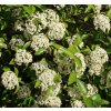 Viburnum burkwoodii (x) - Kalina Burkwoodova
