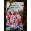 Viburnum burkwoodii (x) 'Anne Russell' - Kalina Burkwoodova