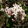 Viburnum burkwoodii (x) 'Conoy' - Kalina Burkwoodova
