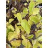 Viburnum dentatum 'Christom'® 'Blue Muffin' - kalina zubatá