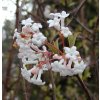 Viburnum farreri - kalina vonná