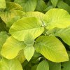 Viburnum lantana 'Aurea' - kalina tušalaj