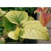 Viburnum lantana 'Aurea' - kalina tušalaj
