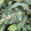 Viburnum lantana 'Variegata' - kalina tušalaj