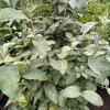 Viburnum lantana 'Variegata' - kalina tušalaj
